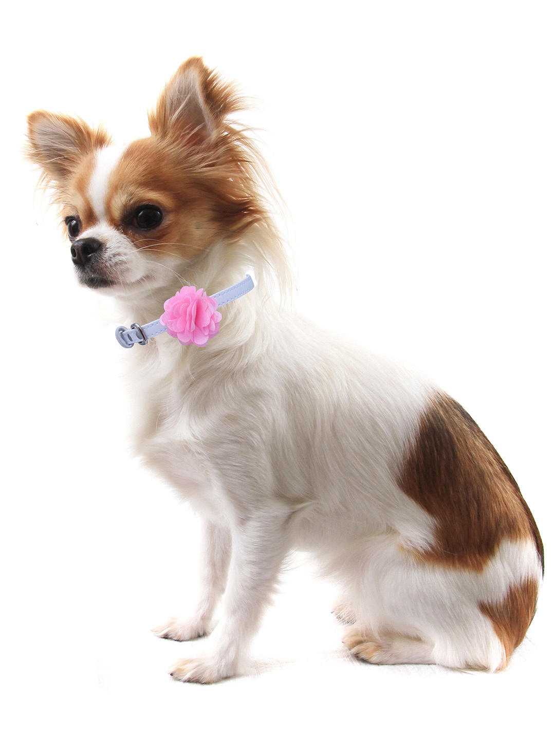 

Dchica Paws White & Pink Adjustable Dog Belt Collar