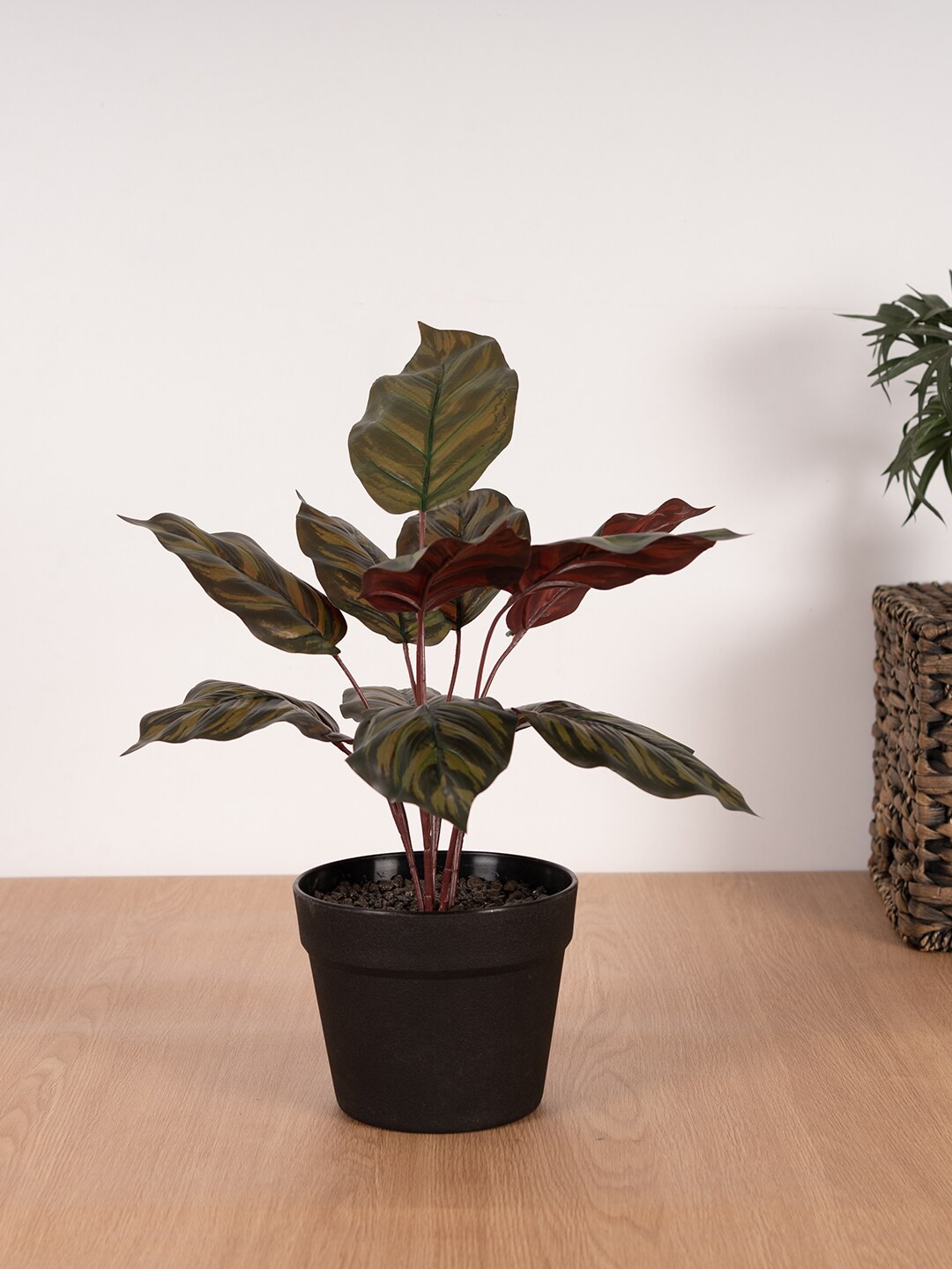 

HomeTown Black & Green Caladium Potted Plant