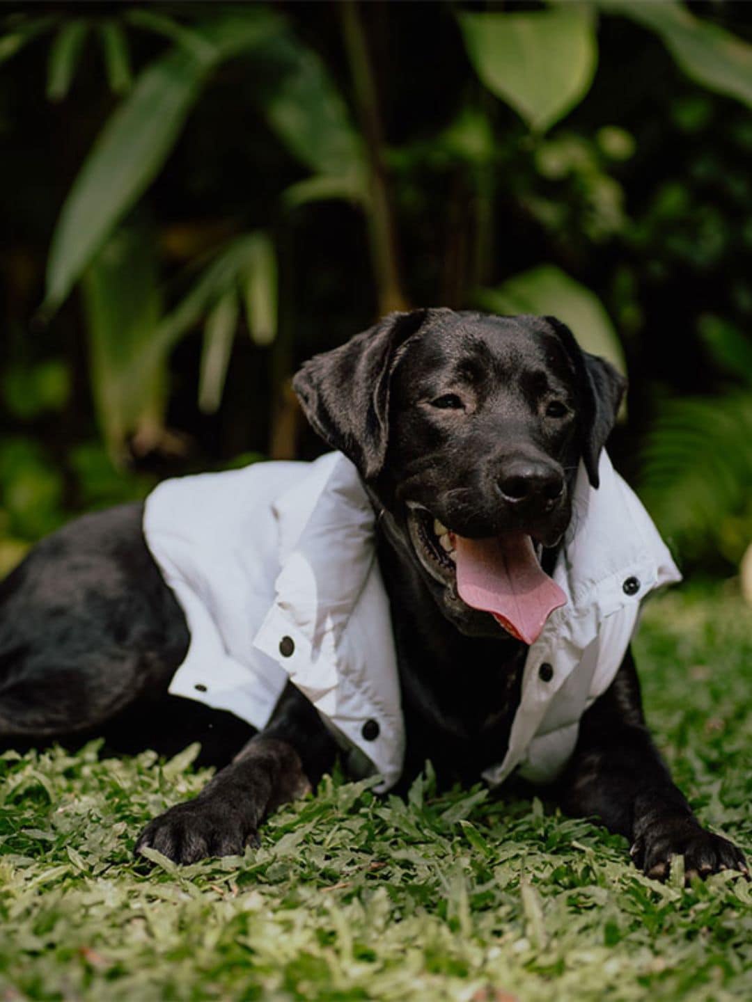 

thepawpstarco White Solid Dog Jackets