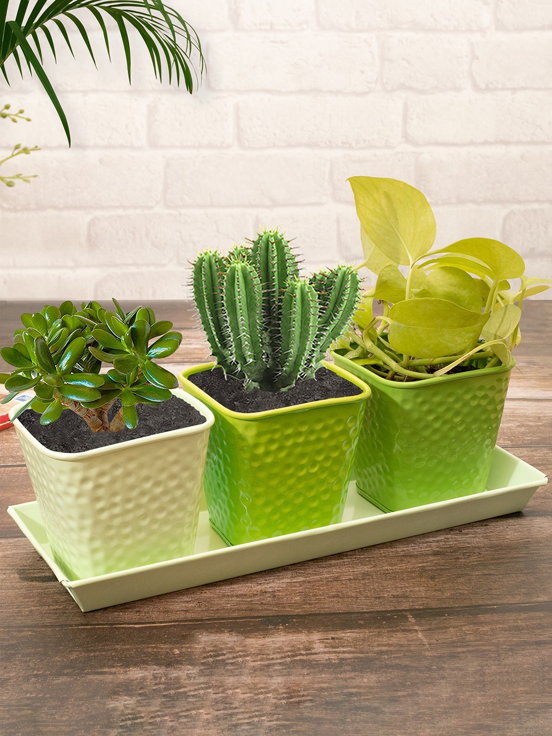 

Homesake Set of 3 Green & White Solid Metal Planter With Tray