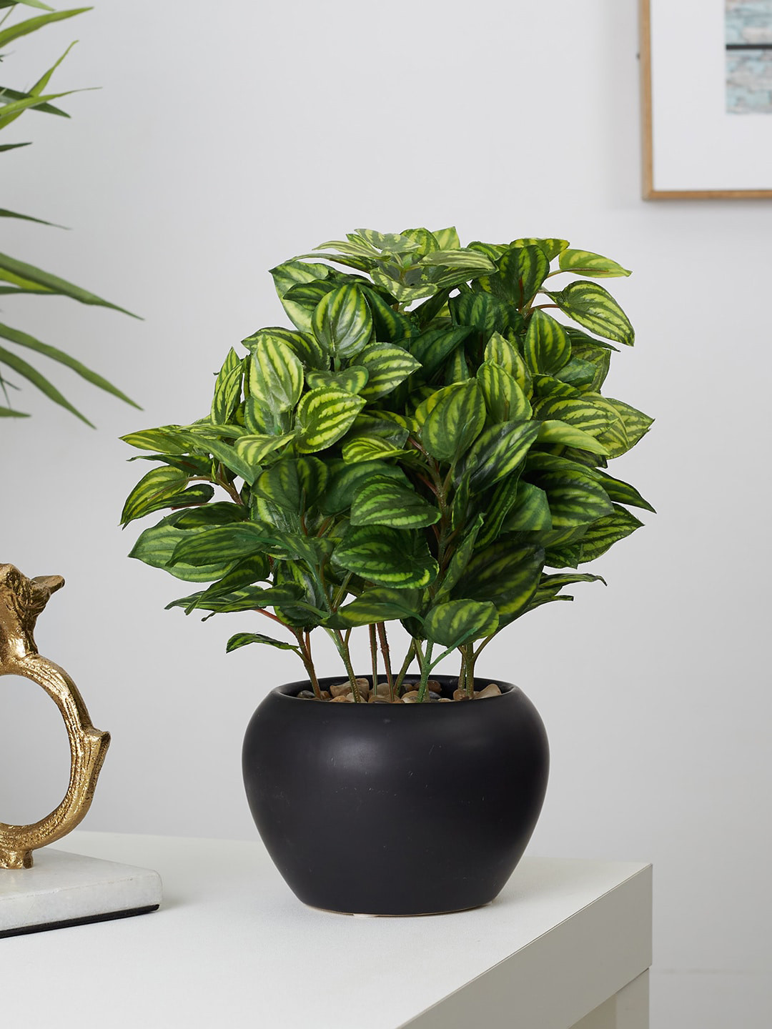 

HomeTown Green Peperomia Plants With Black Ceramic Pot