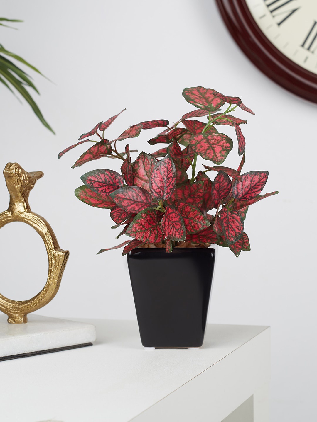 

HomeTown Red & Black Solid Hypoestes Plants With Pot