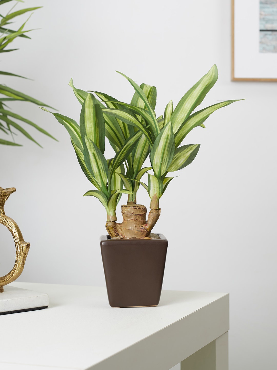 

HomeTown Green Mini Dracaena Plant With Ceramic Pot
