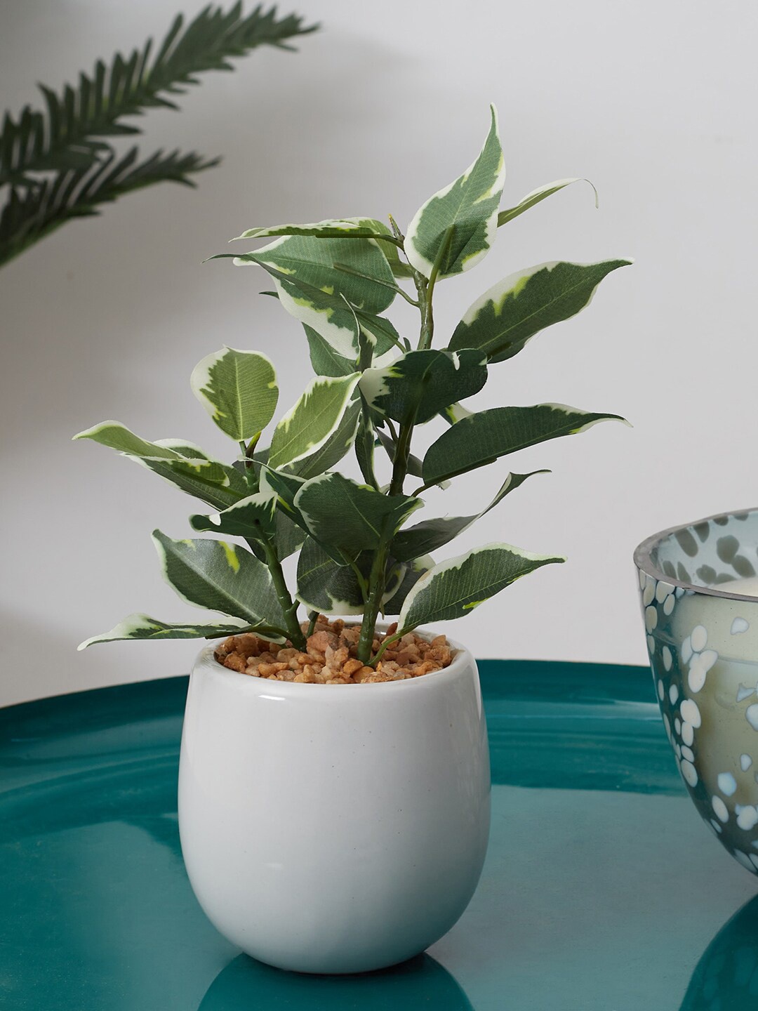 

HomeTown Green & White Solid Quercus Plants With Ceramic Pot