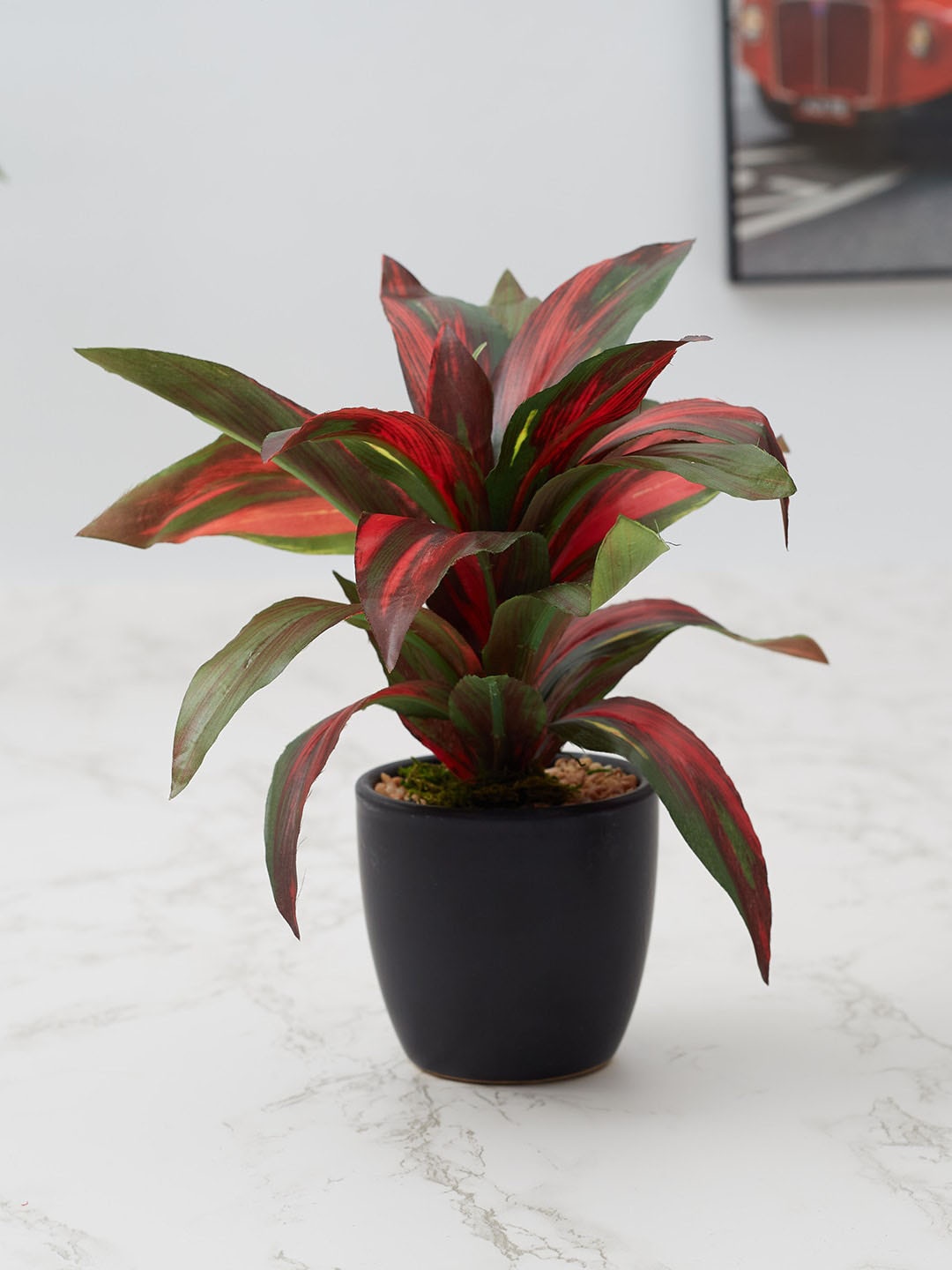 

HomeTown Unisex Green Dracaena Plant With Ceramic Pot
