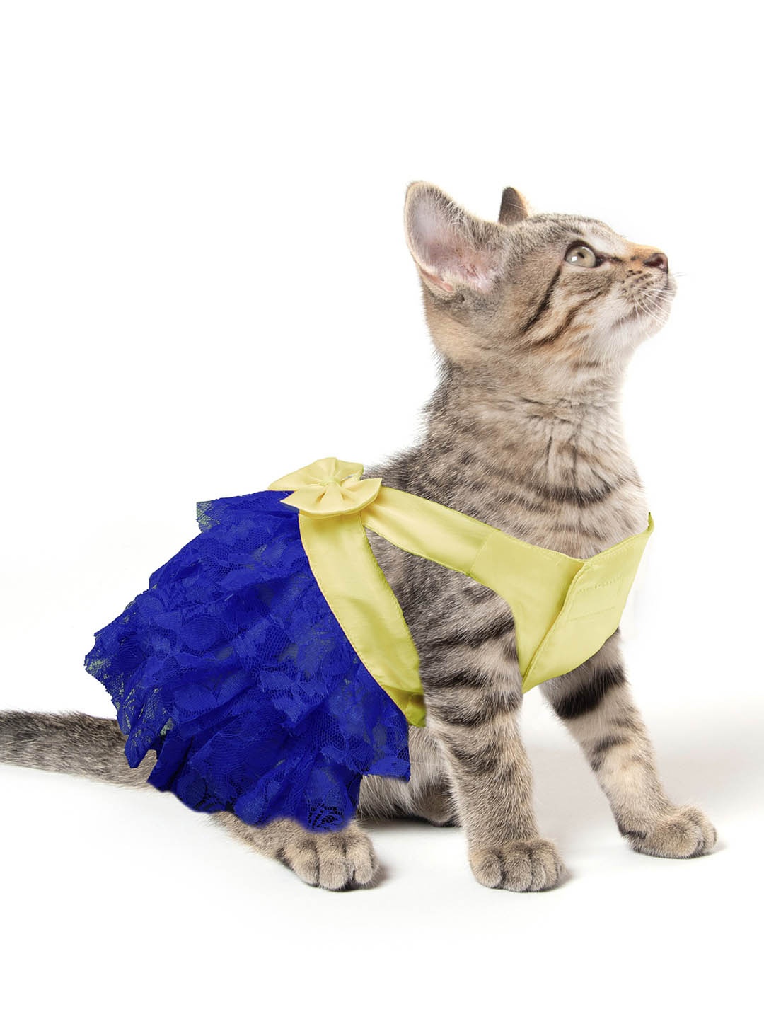 

Dchica Paws Blue Solid Party-wear Cat Dress