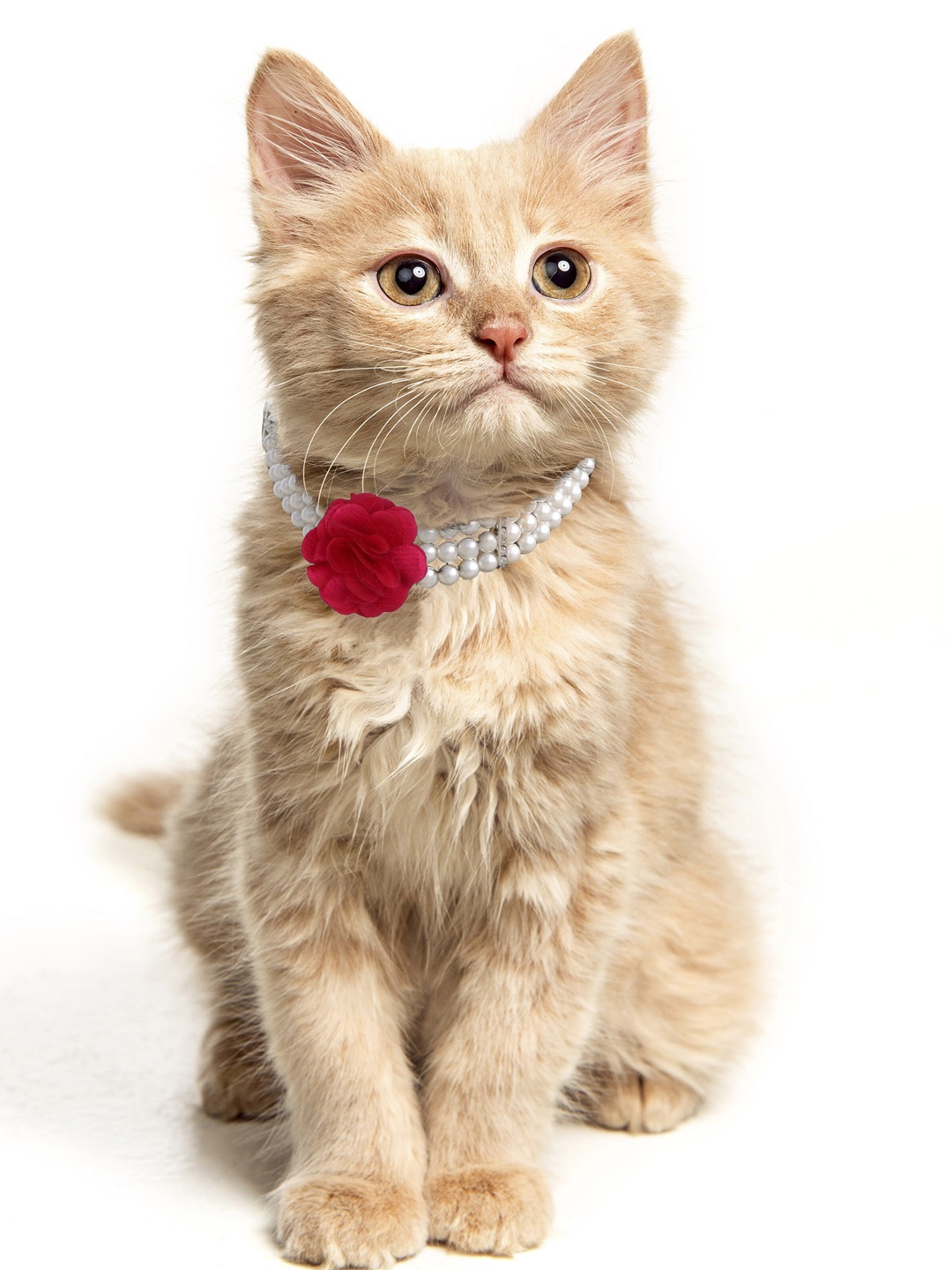 

Dchica Paws White Faux Pearl Adjustable Pet Collars