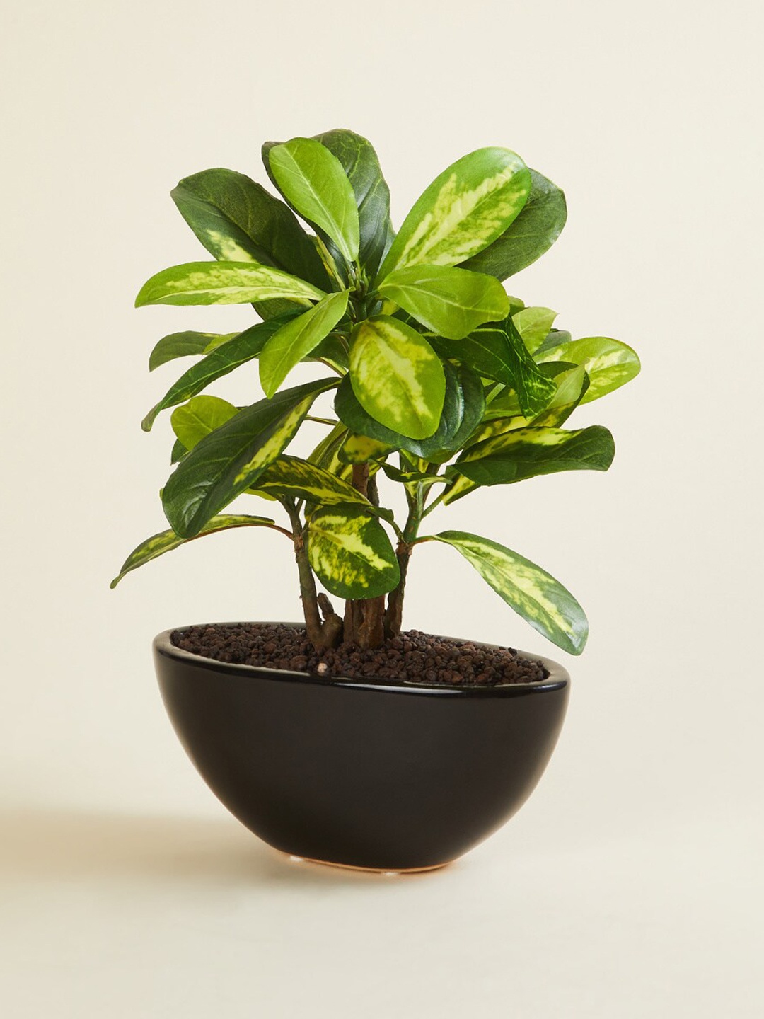 

Home Centre Fiesta Flurry Ceramic Artificial Potted Plant, Green