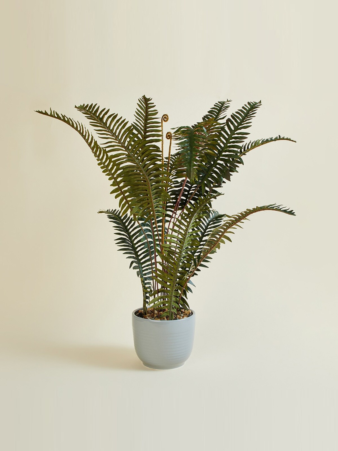 

Home Centre Twilight Textured Artificial Fern Plant in Ceramic Pot, Green