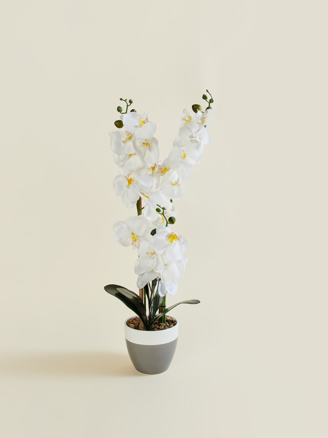 

Home Centre Grey & White Orchid Flowers With Ceramic Pot