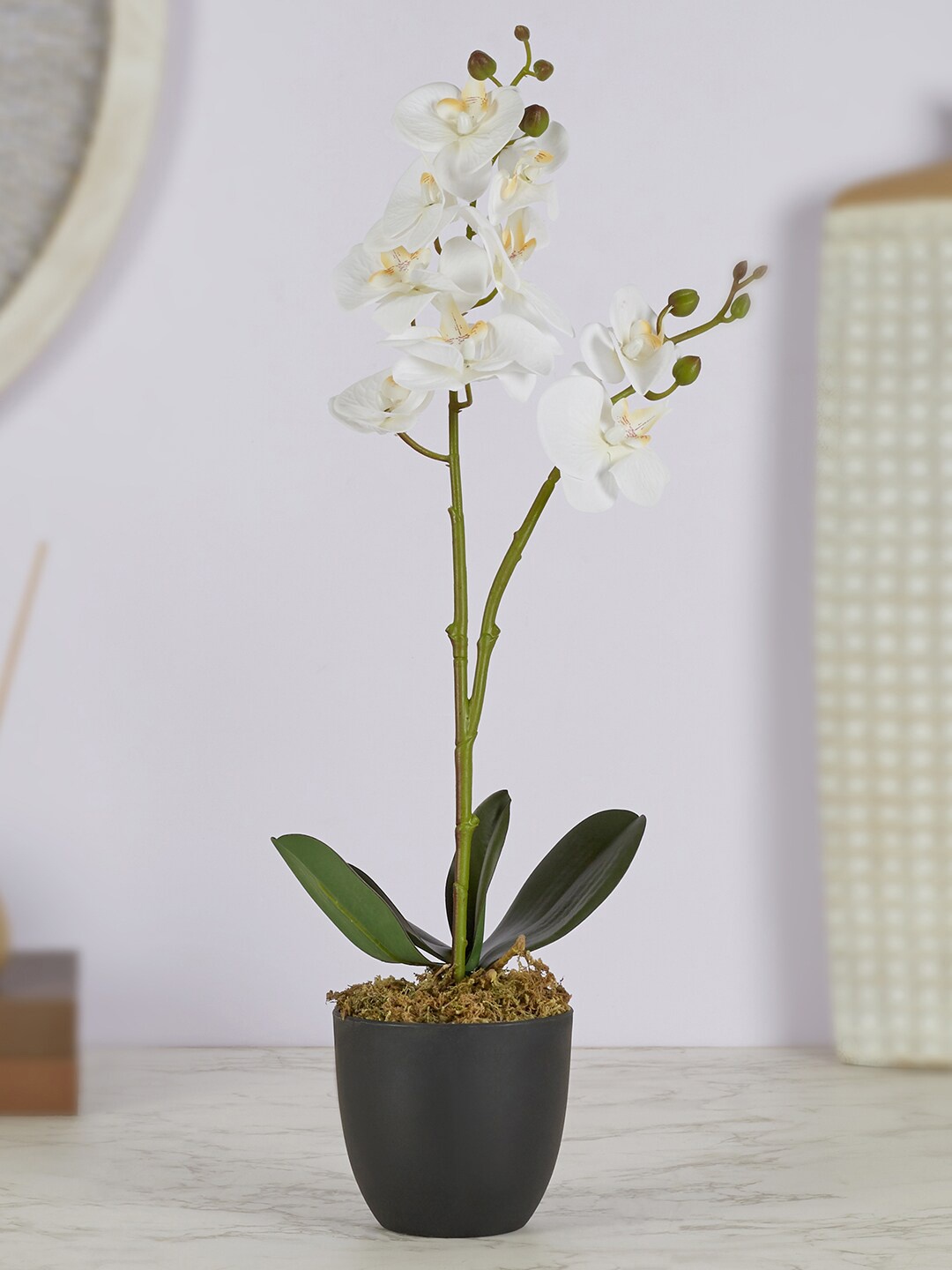 

HomeTown Green & White Orchid Artificial Flowers & Plants With Pot