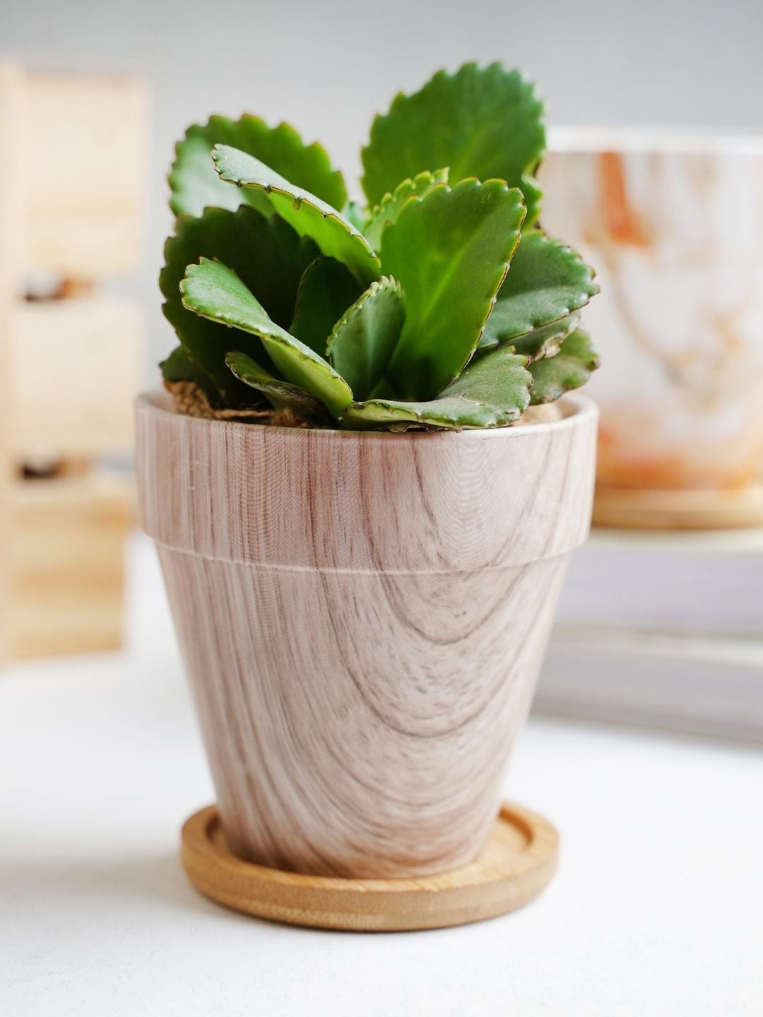 

Nestasia Textured Ceramic Planter With Wooden Coaster, Brown