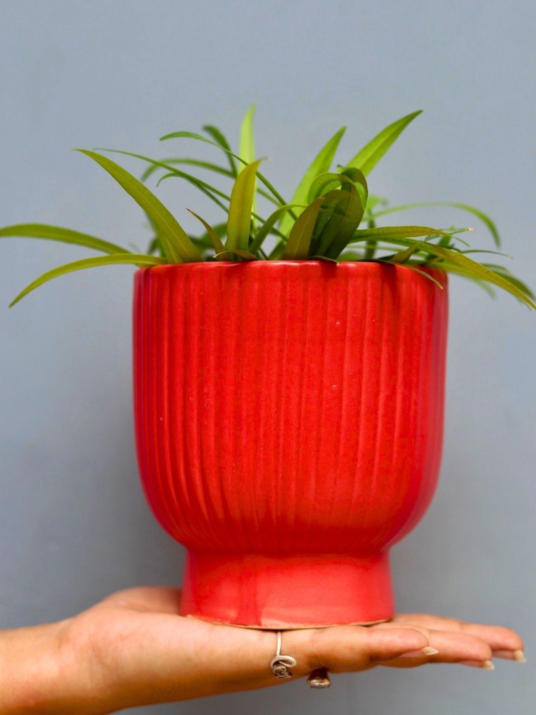 

WEAVING HOMES Red Round Lined Ceramic Planter