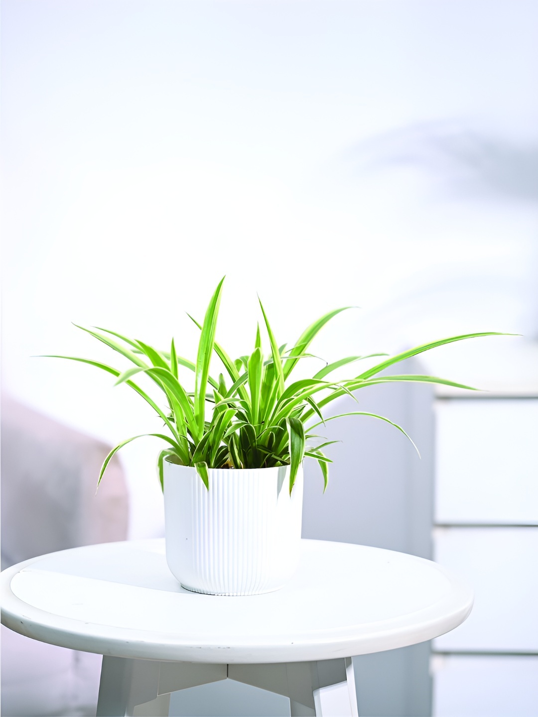 

UGAOO Green & White Spider Plant With Pot-9.2 cm