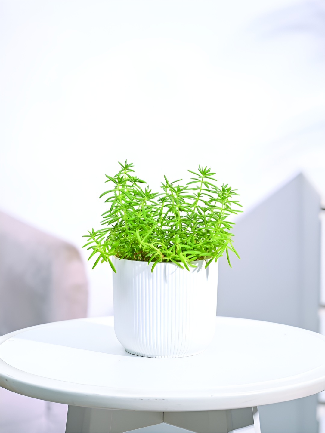 

UGAOO Green & White Golden Sedum Plant With Ibiza Pot