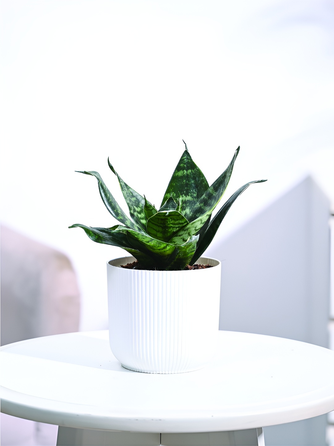 

UGAOO Green & White Indoor Snake Plant With Ibiza Pot 7 Inch