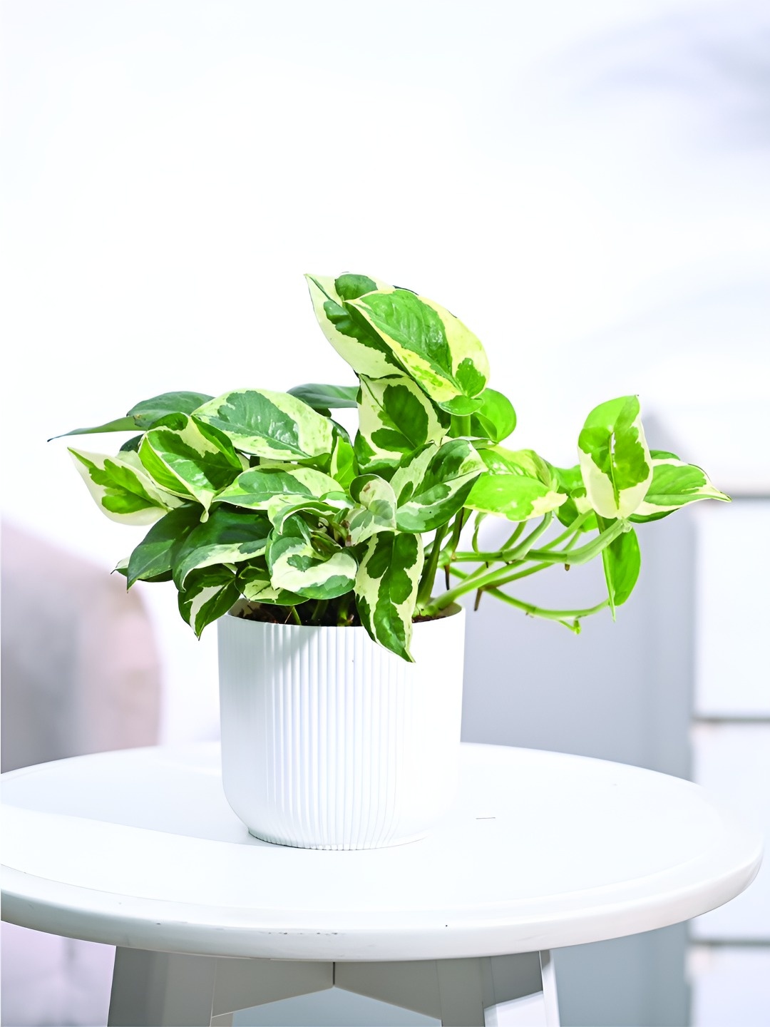 

UGAOO Green & White Money Plant With Ibiza Pot