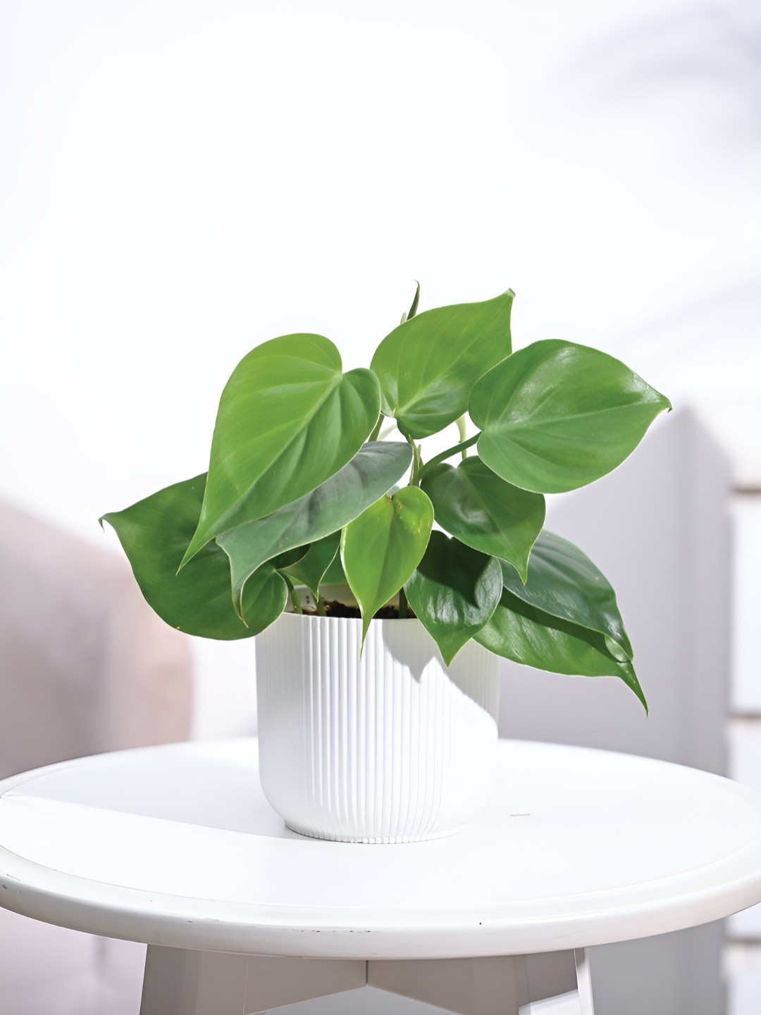 

UGAOO Green & White Philodendron Oxycardium Plant With Ibiza Pot