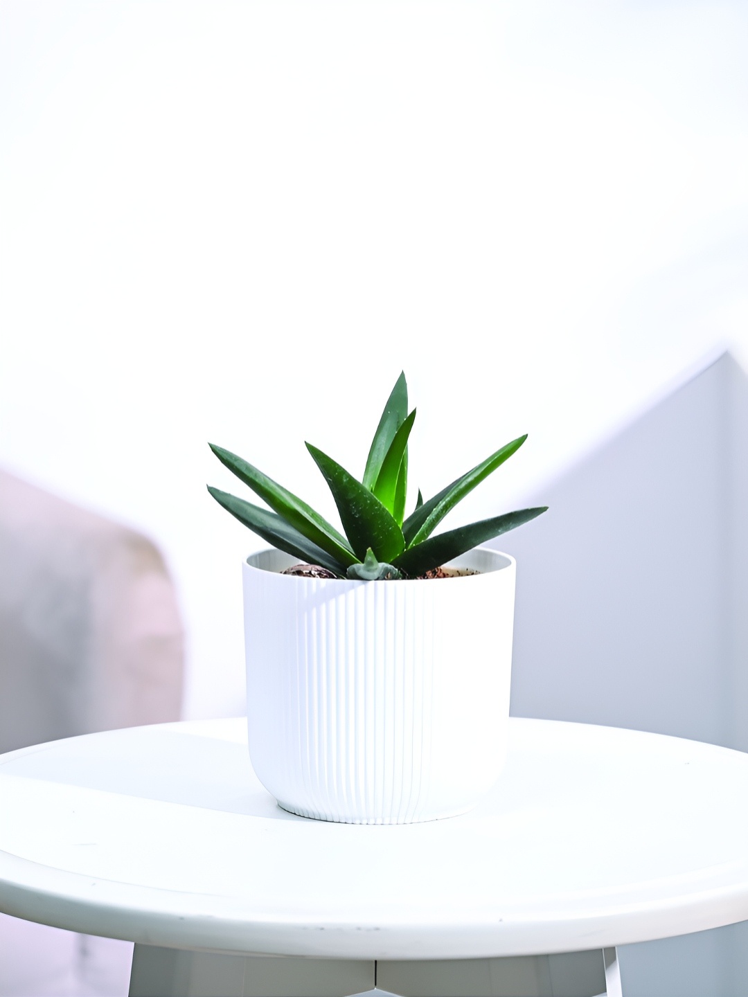 

UGAOO Green & White Aloe Vera Mini Plant With Ibiza Pot