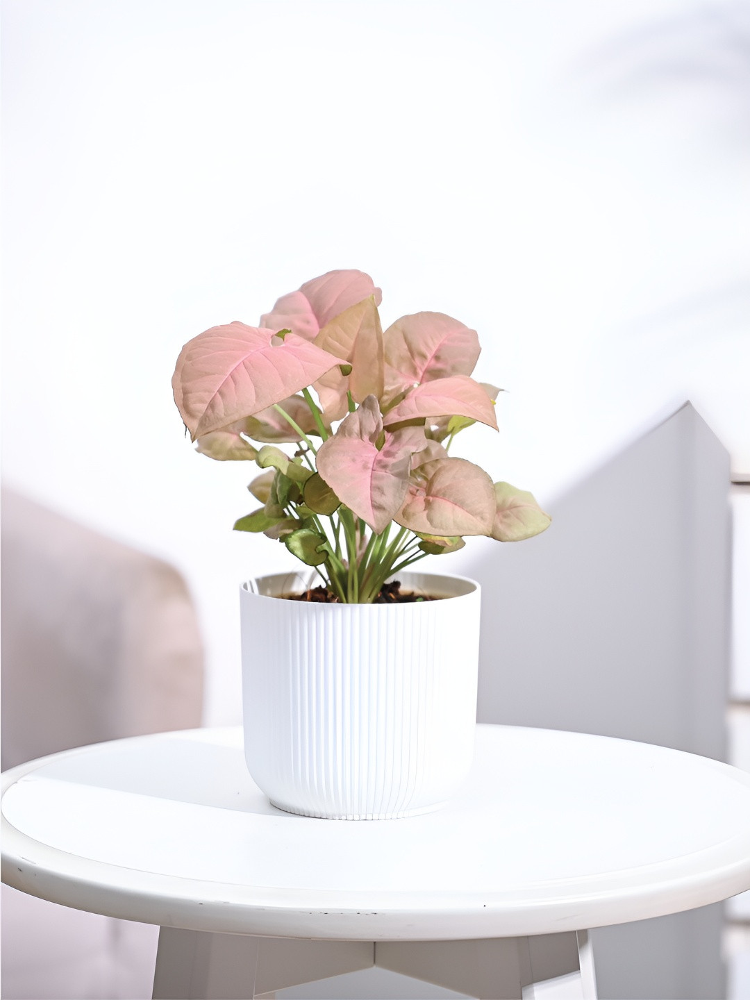 

UGAOO Pink Indoor Syngonium Plant With Pot 36 Inch