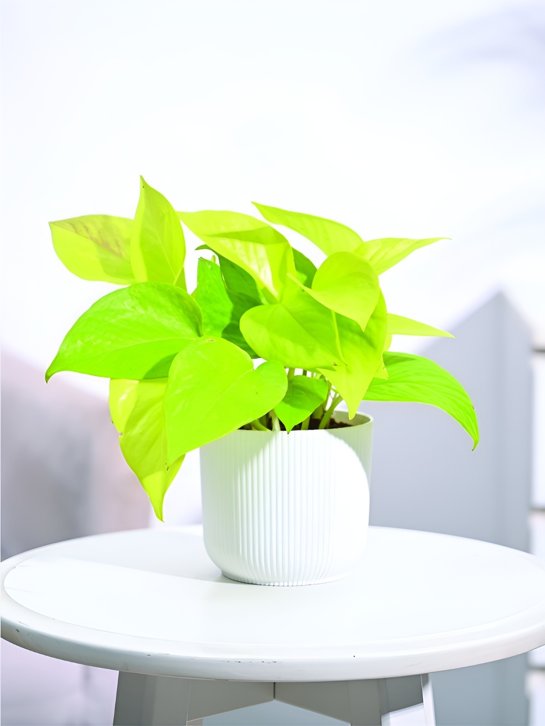 

UGAOO Green & White Indoor Money Plant With Pot