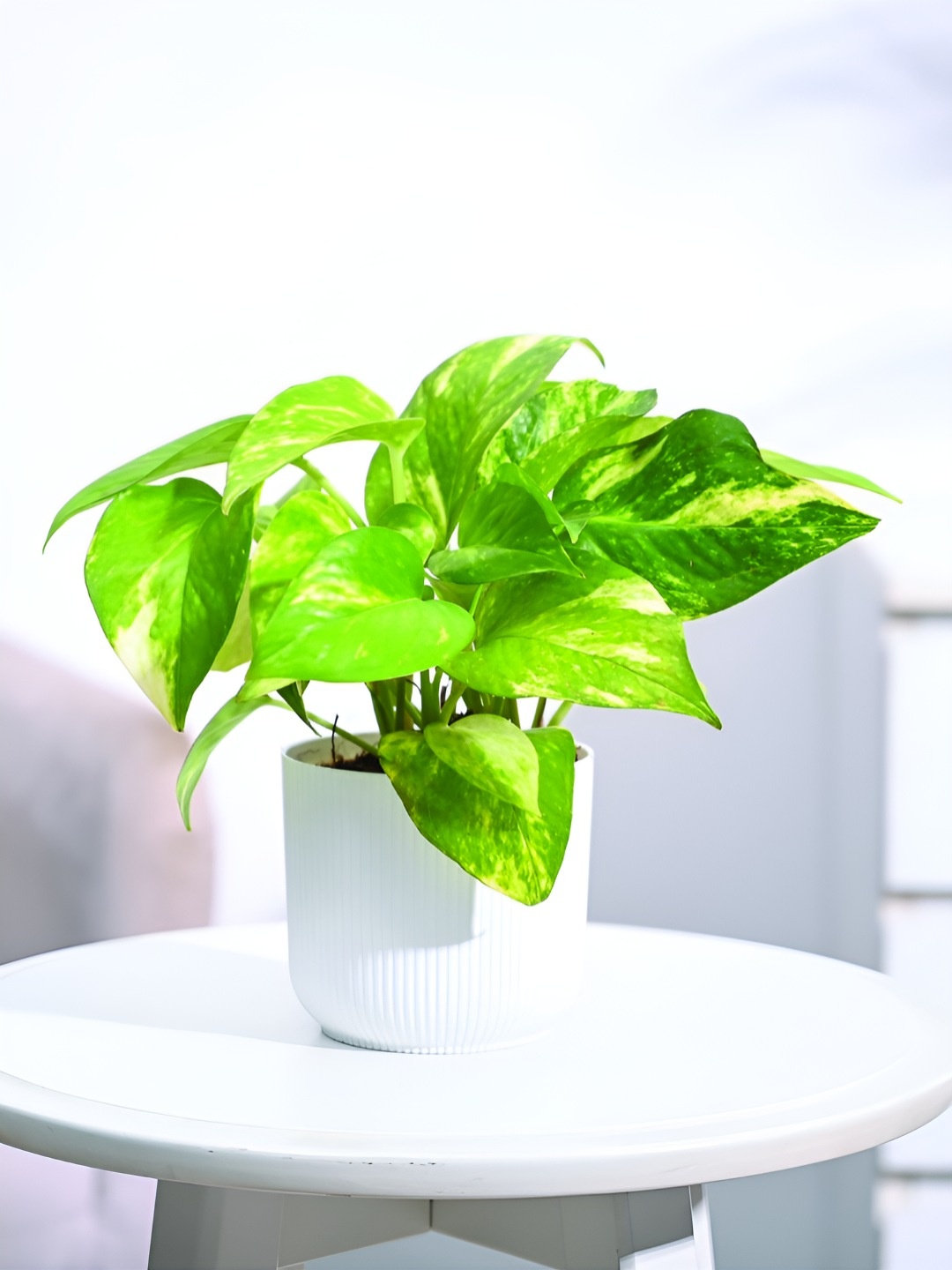 

UGAOO Green & White Money Plant with White Ibiza Pot - Small