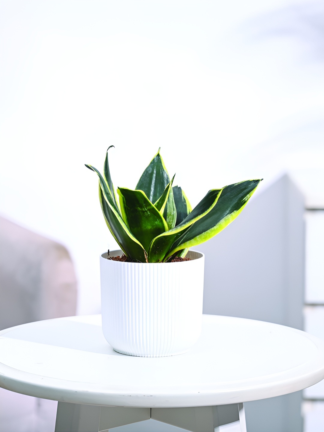 

UGAOO Green & White Indoor Snake Plant with Pot - Small