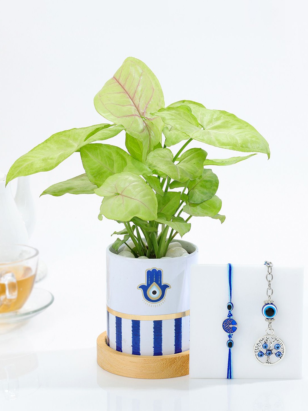 

IGP 1-Pcs Bhai Bhabi Rakhi With Syngonium Plant & Roli Chawal Gift Set, Silver