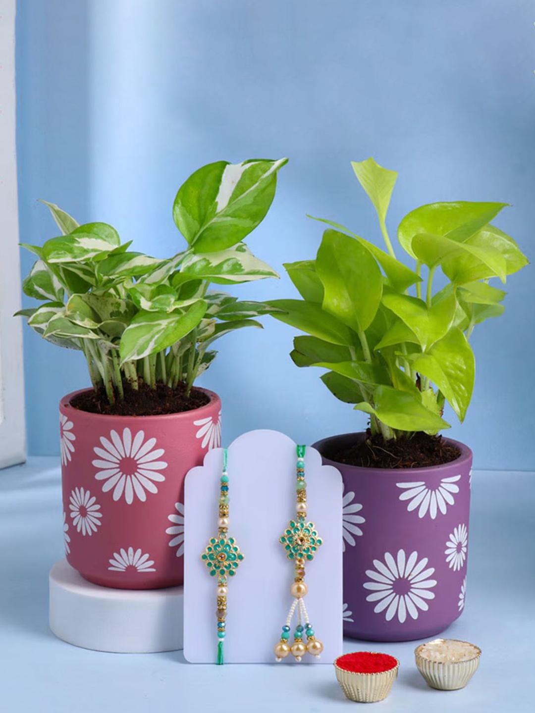 

Floweraura Set Of 2 Rakhi With Pothos & Money Plant in Planter, Multi