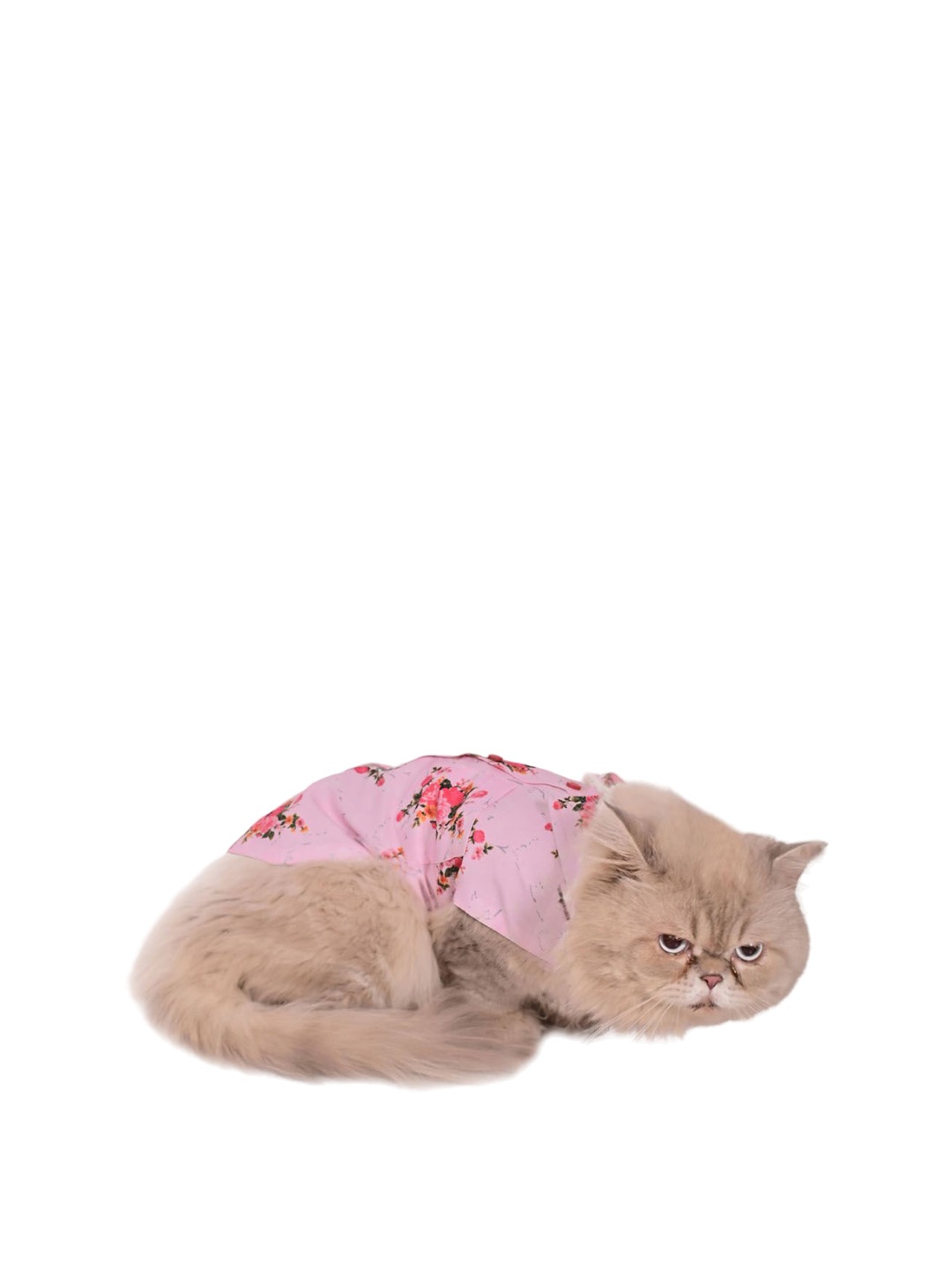 

VASTRAMAY Allover Graphic Printed Cat Shirt, Pink