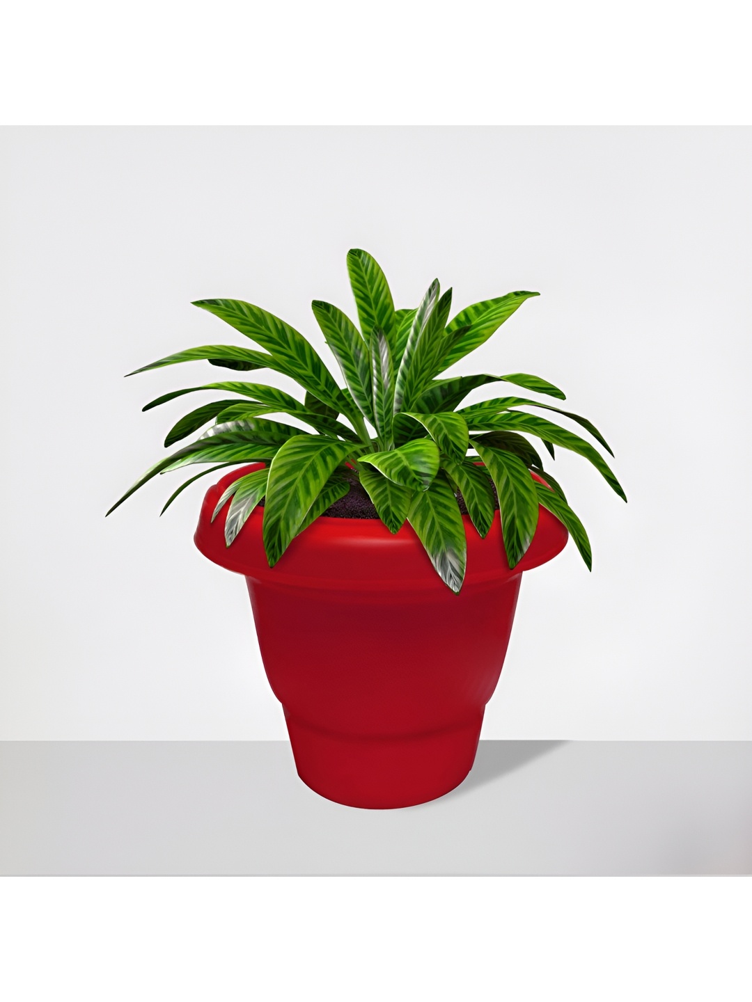 

Urban Choice Red 1 Pieces Core