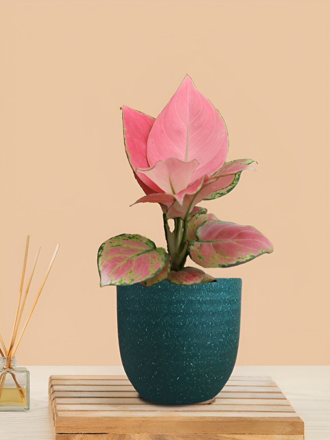 

Greenkin Pink Aglaonema Live Plant With Pot, Green