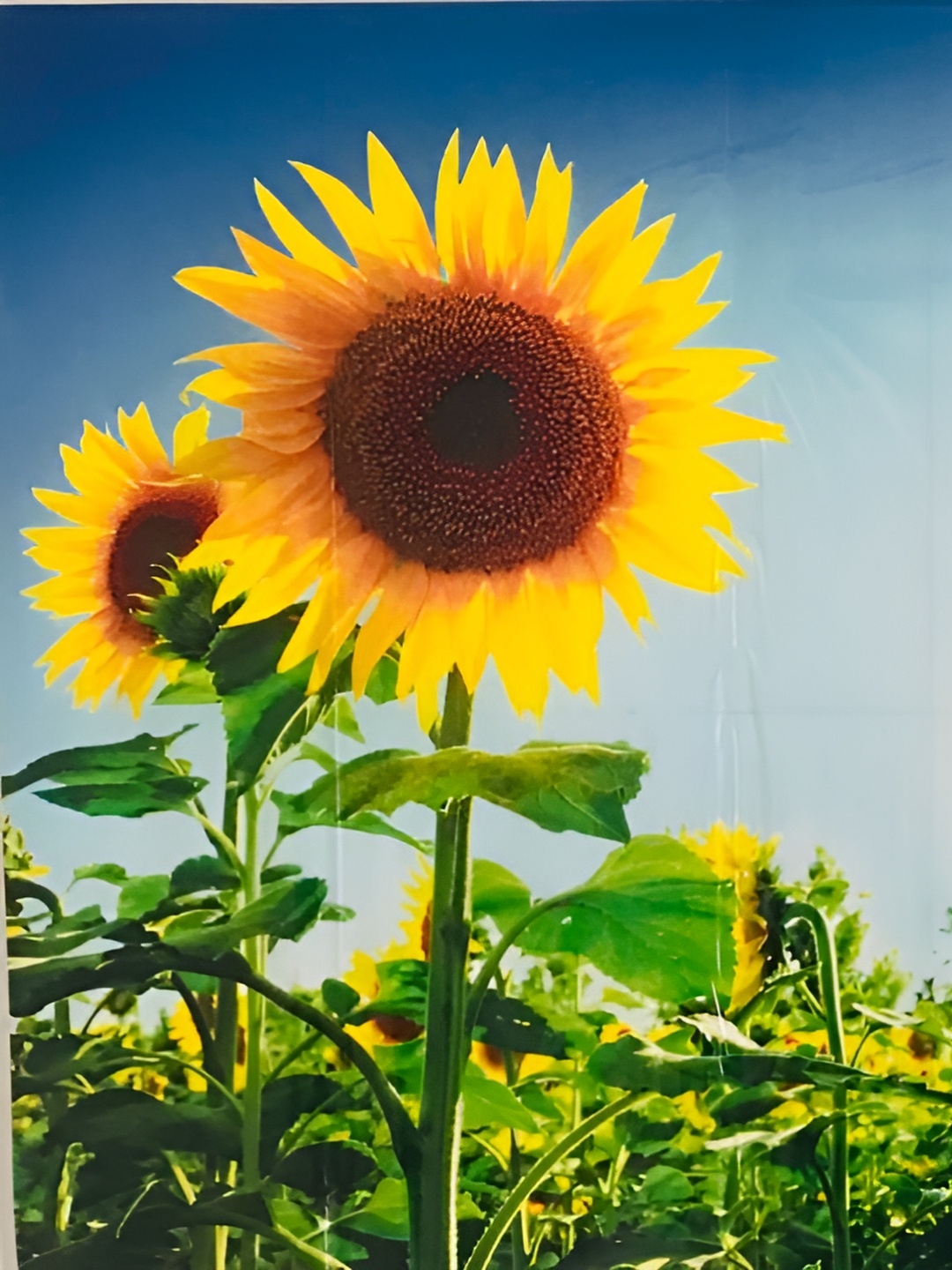 

Asian royal Blue & Yellow Flower Printed Waterproof Wall Sticker
