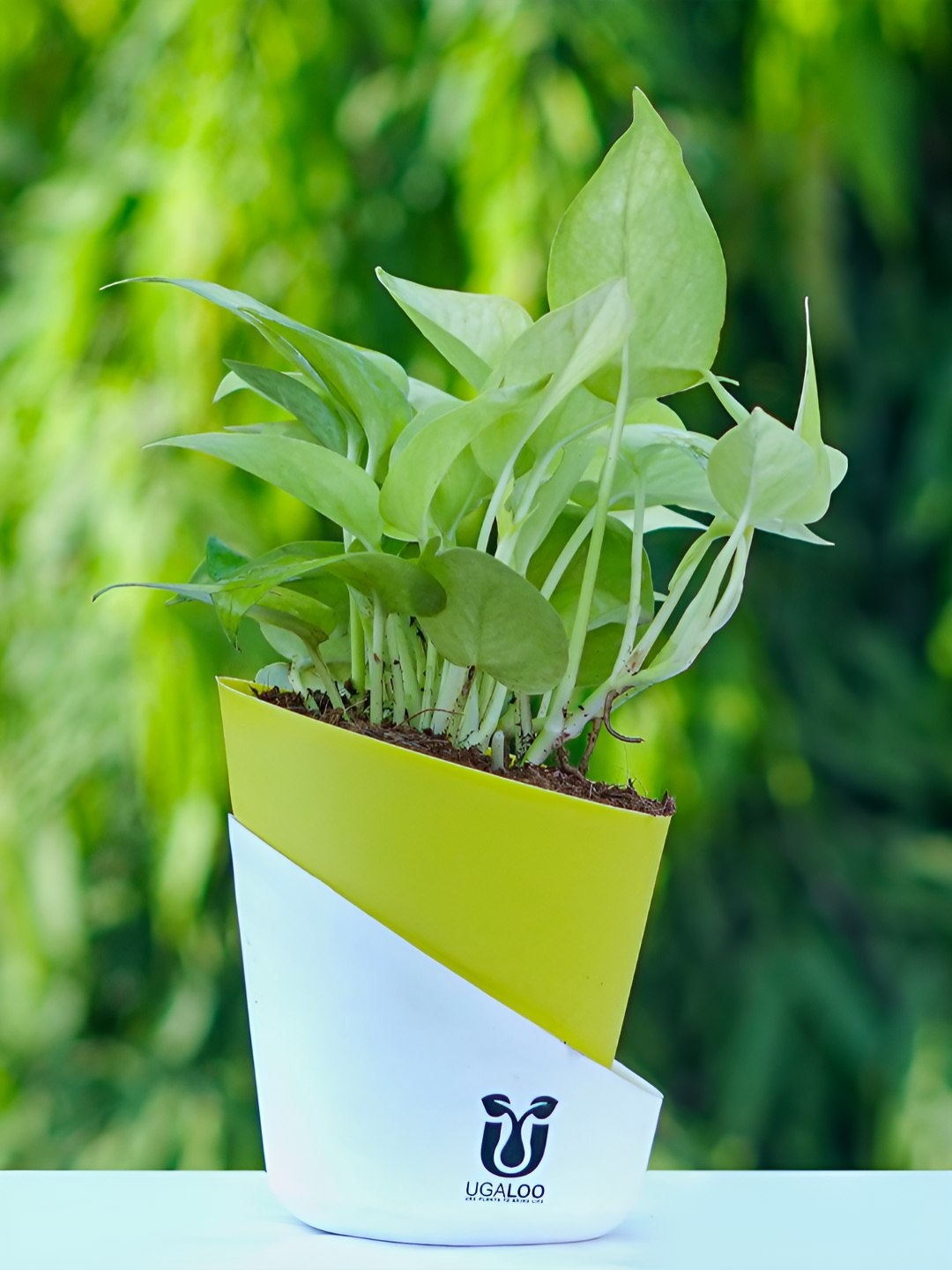 

UGALOO Golden Money Plant, Green