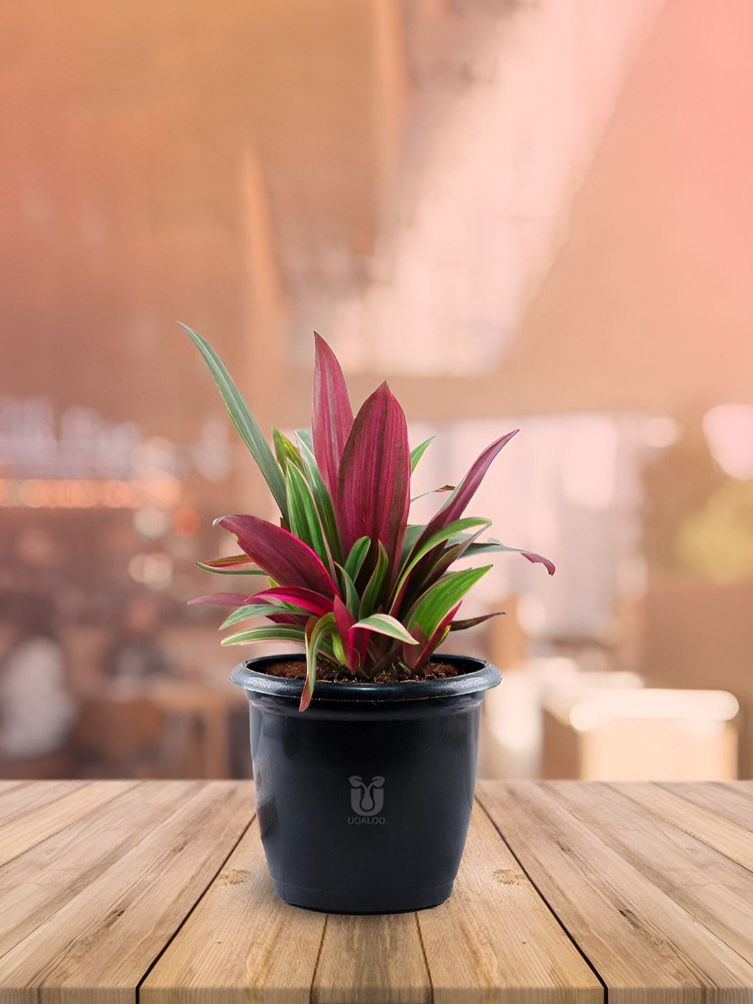 

UGALOO Green & Purple Oyester Plant With Pot, Black