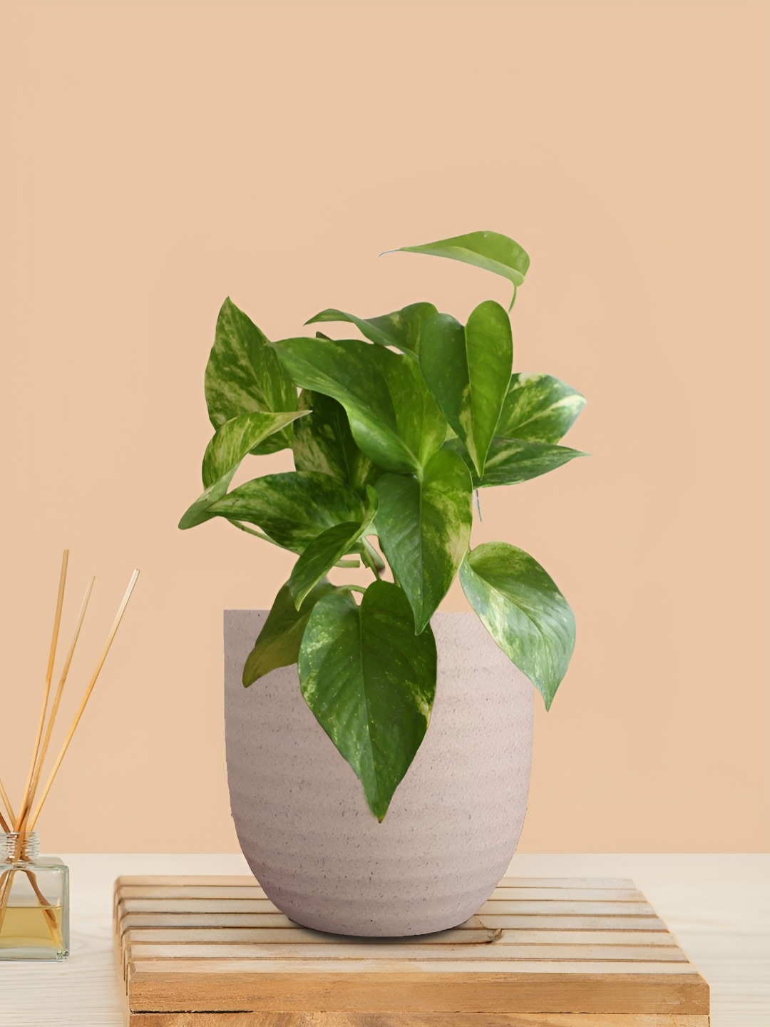 

Greenkin Indoor Goodluck Money Live Plant With Pot, Cream
