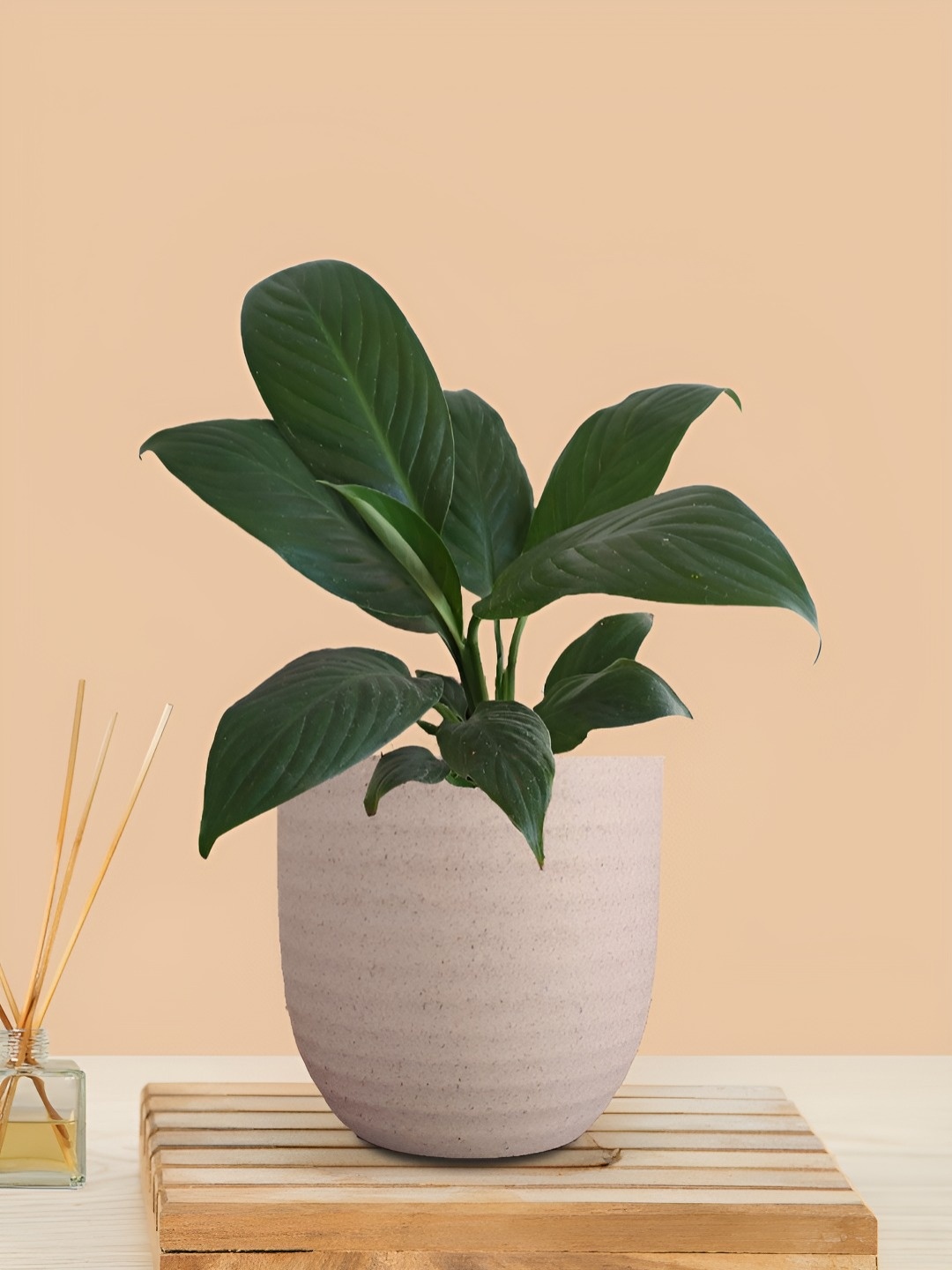 

Greenkin Indoor Peace Lily Live Plant With Pot, Cream