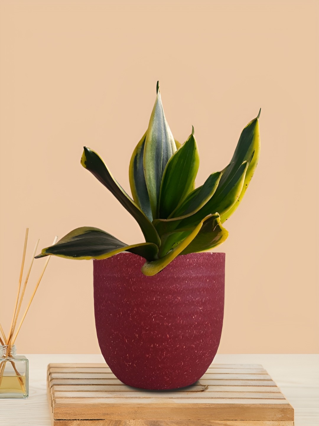 

Greenkin Indoor Snake Live Plant With Pot, Red