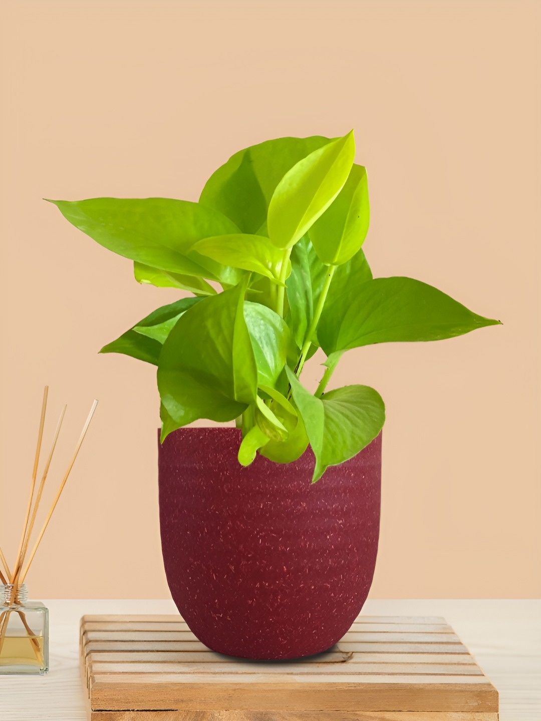 

Greenkin Indoor Live Money Plant With Pot, Red