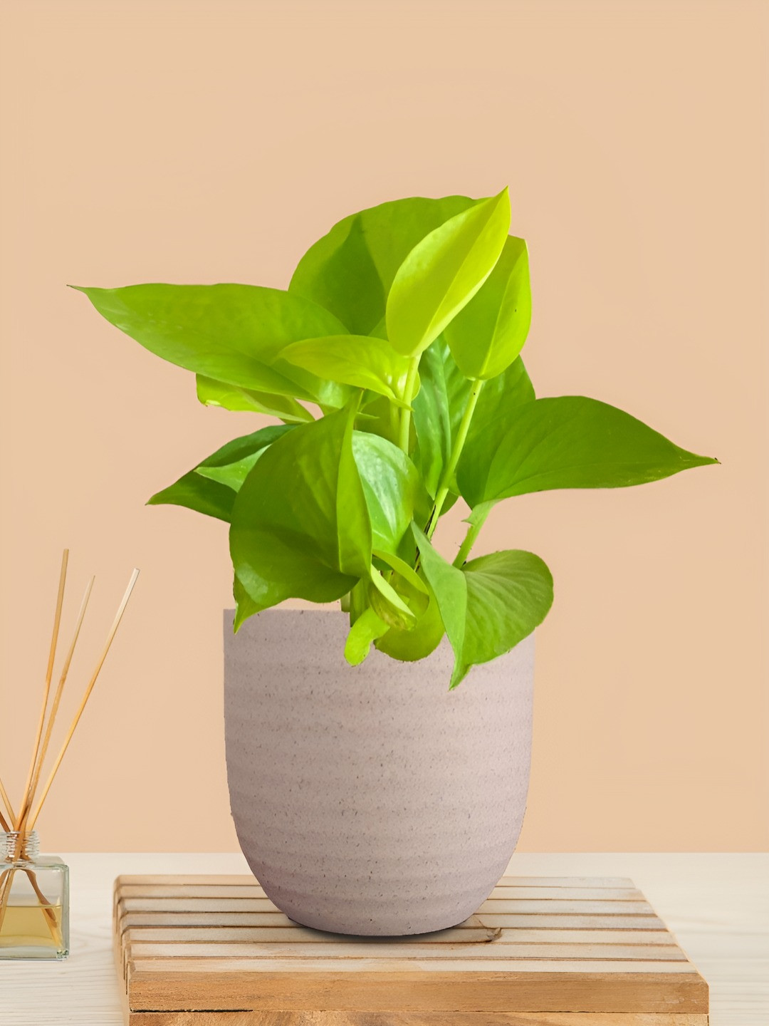 

Greenkin Indoor Money Live Plant With Pot, Cream
