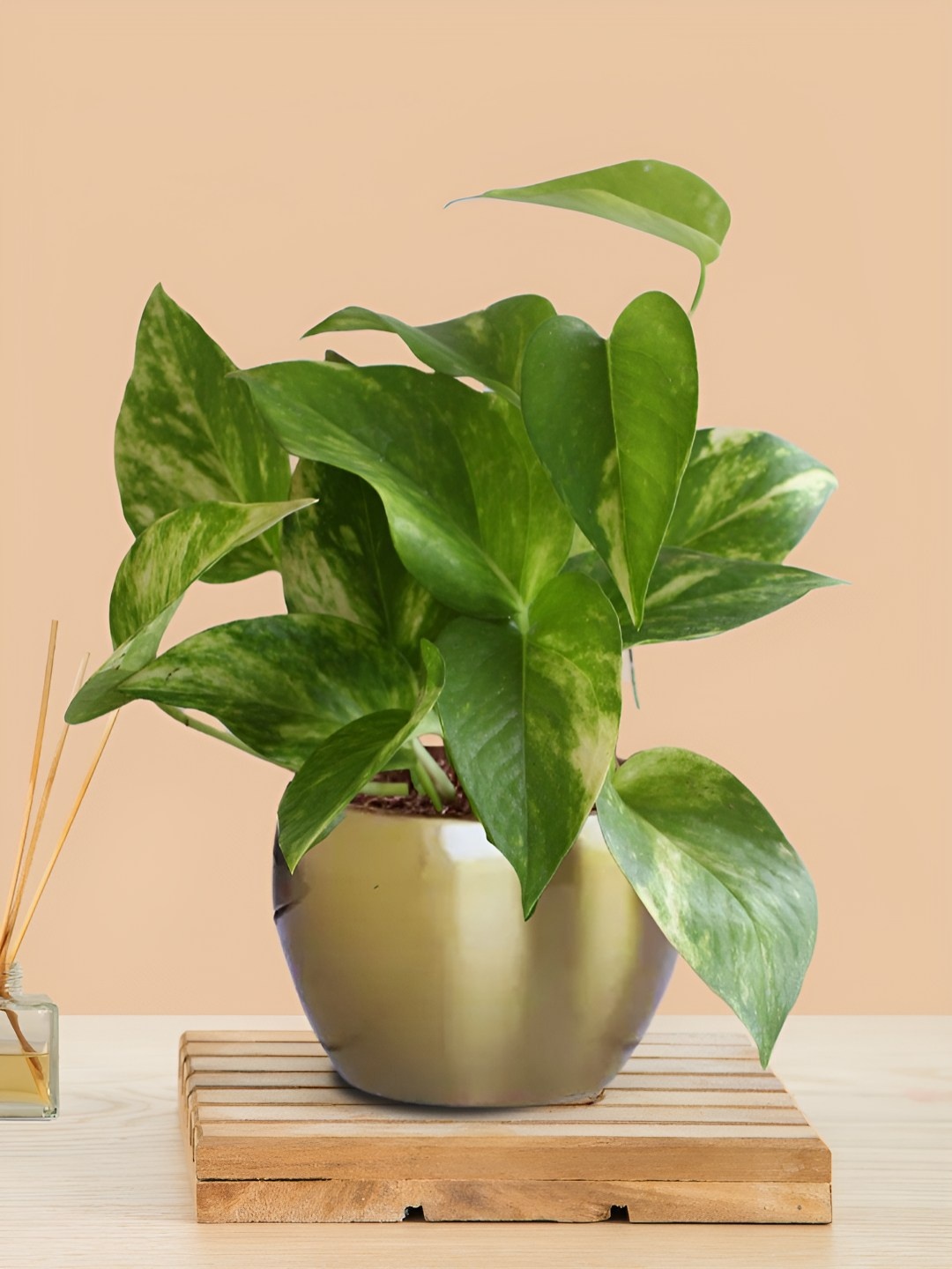 

Greenkin Indoor Goodluck Money Live Plant With Metal Pot, Gold