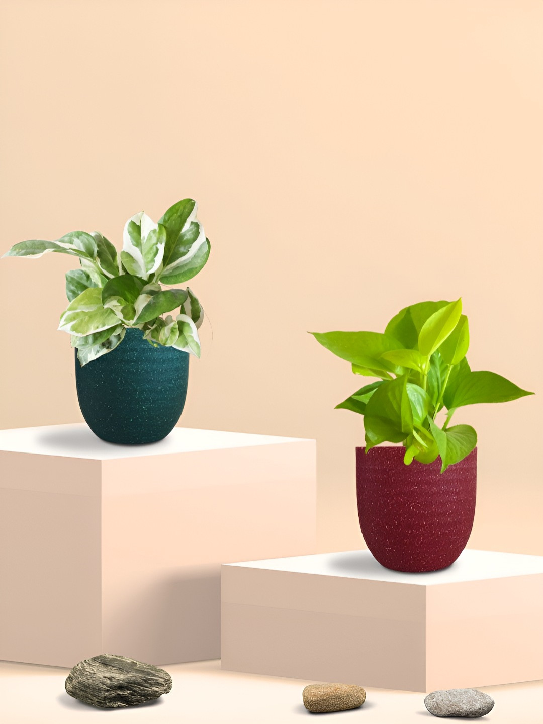 

Greenkin 2Pcs Indoor Money Live Plants With Pot, Green
