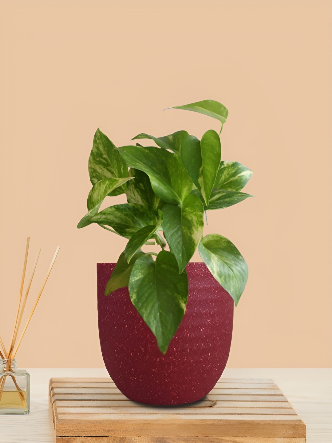 

Greenkin Money Plant Gold King Variegated With Decor Pot, Red