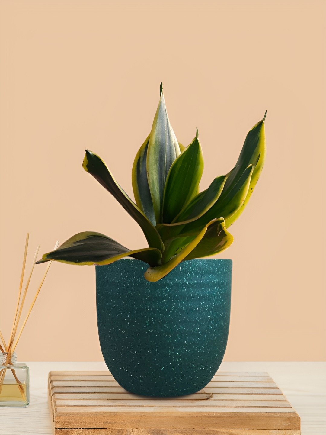 

Greenkin Indoor Snake Live Plant With Pot, Green
