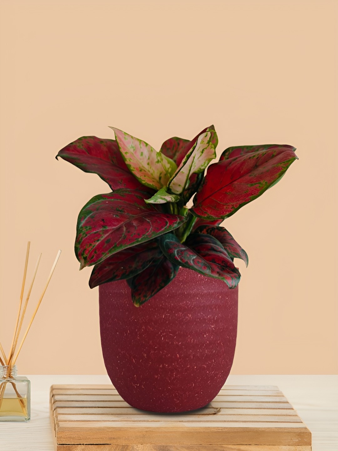 

Greenkin Indoor Aglaonema Live Plant With Pot, Red