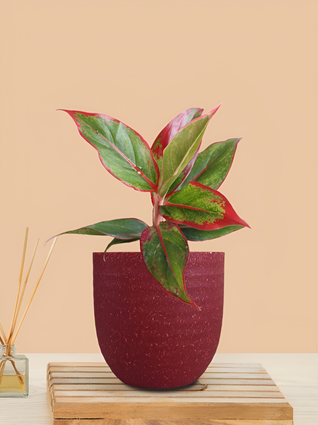 

Greenkin Aglaonema Red Lipstick Plant With Decor Pot