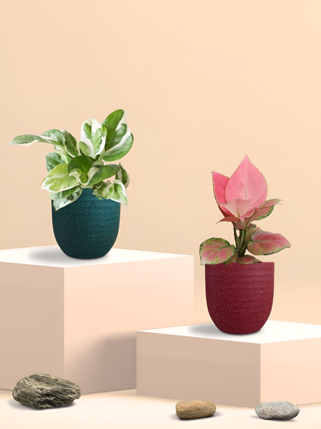 

Greenkin Set Of 2 Money Plant & Aglaonema Plant With Pots, Green
