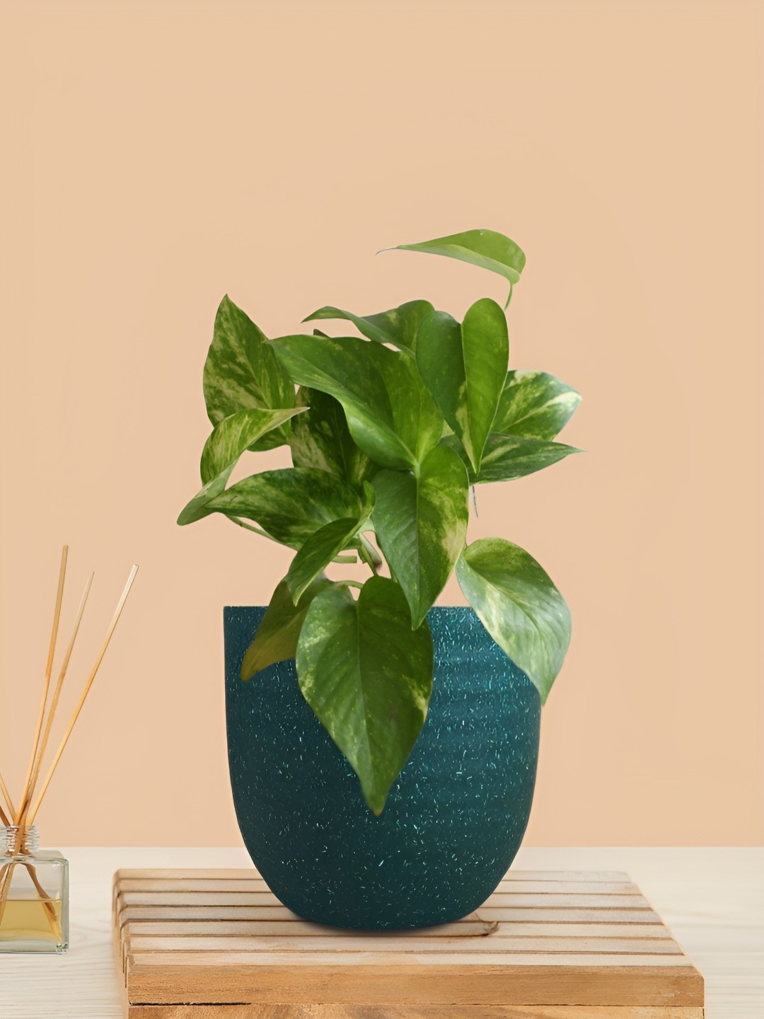 

Greenkin Indoor Goodluck Money Live Plant With Pot, Green