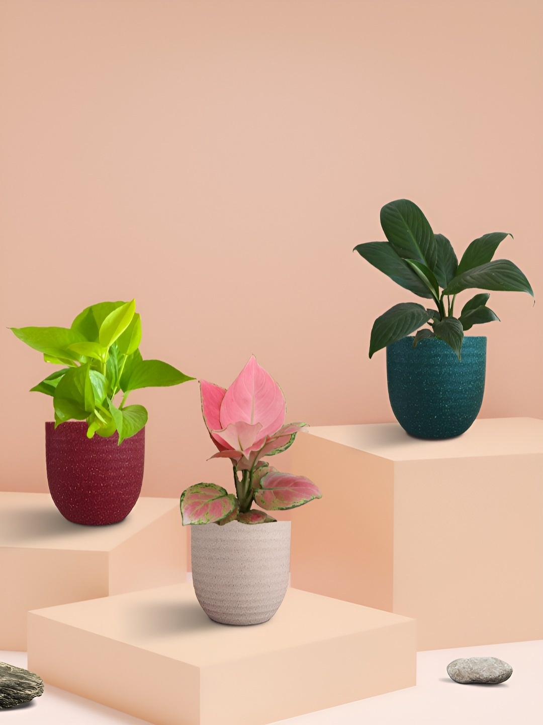 

Greenkin 3Pcs Indoor Aglaonema Peace Lily & Money Live Plants With Pot, Red