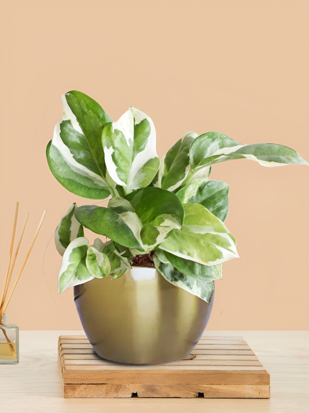

Greenkin Money Plant Variegated With Metal Pot, Gold